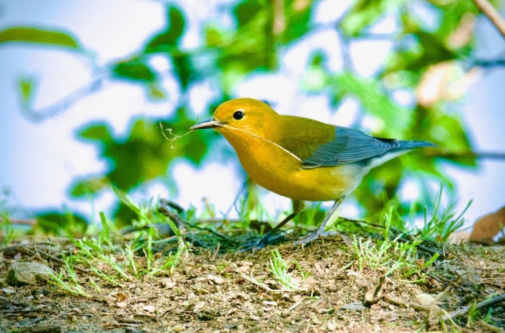Prothonotary Warbler by Marian Swinker 1st Place Winner in Adult Professional 2023
