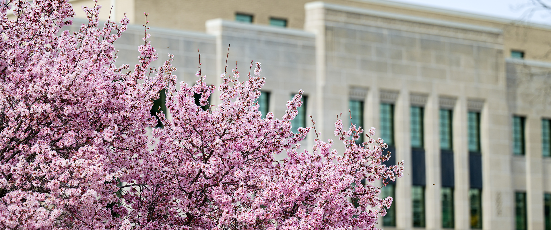Cherry blossom blooming in front of municipal building