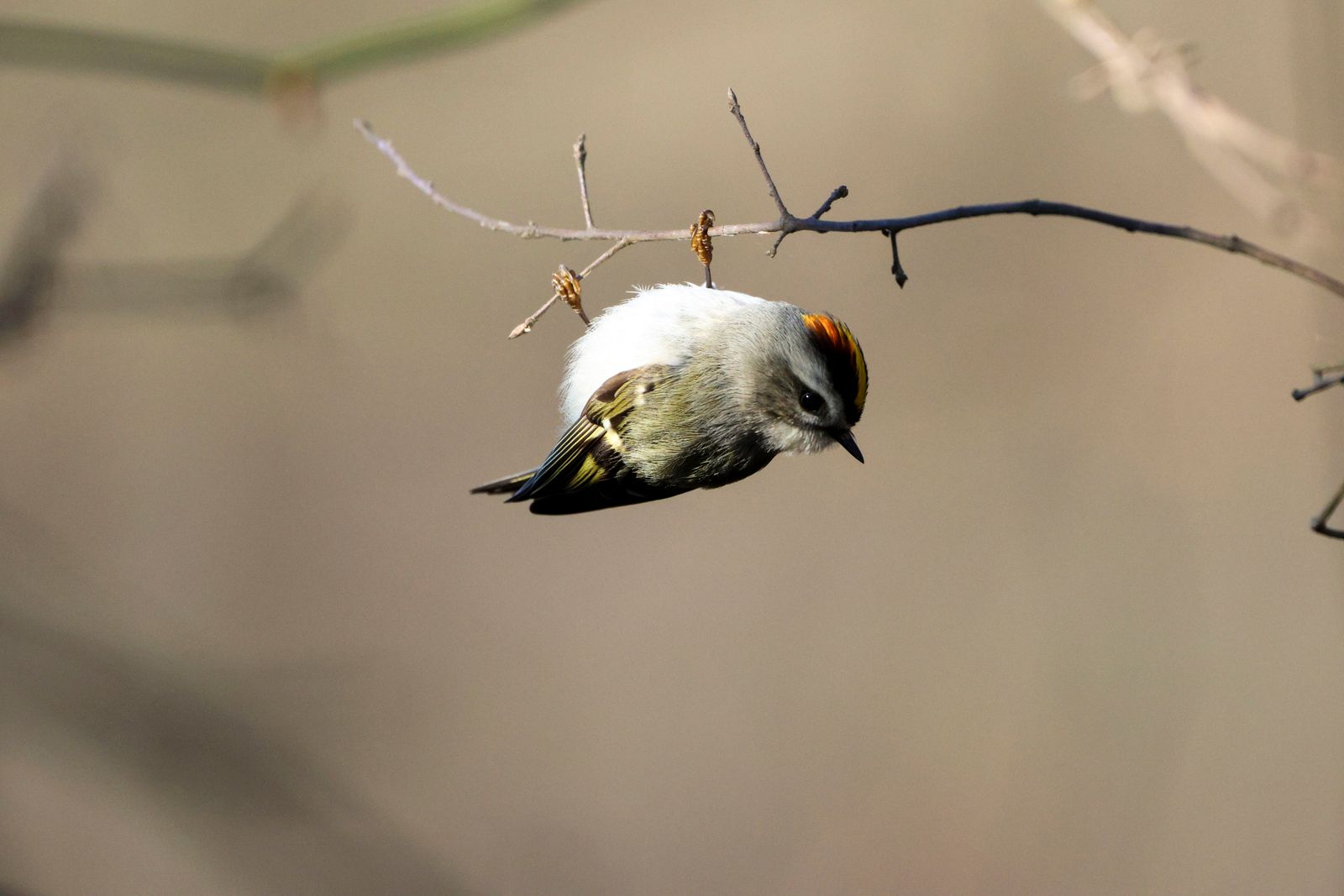 Tyler Parker 1st place for Adult Professional-“A Golden Crowned Kinglet perches upside down on a branch'