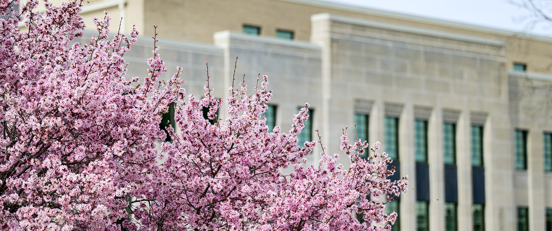Spring blossom at municipal building
