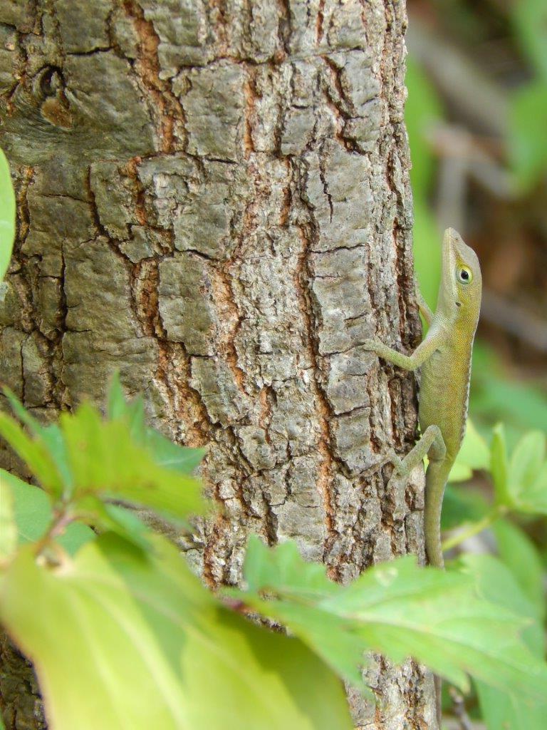 anole